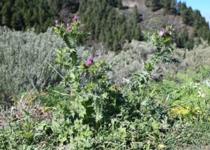 Carduus tenuiflorus