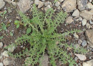 Carduus tmoleus