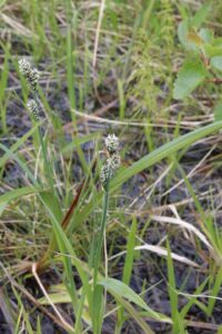 Carex adelostoma