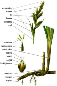 Carex mucronata