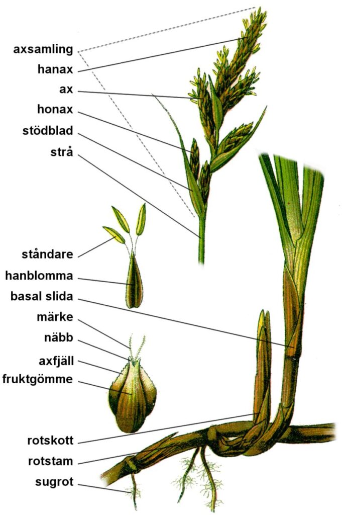 Carex mucronata