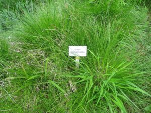 Carex × heterophyta