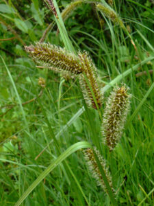 Carex aquatilis var. aquatilis