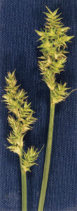 Carex heleonastes