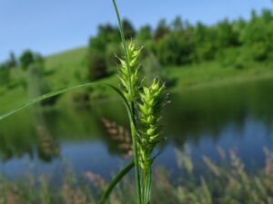 Carex atherodes
