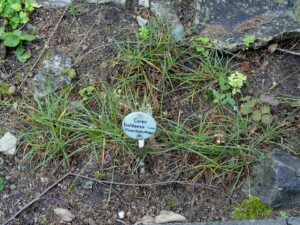 Carex baldensis