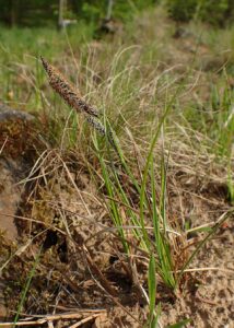 Carex dacica