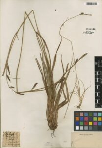 Carex binervis