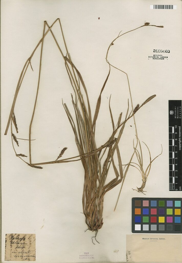 Carex binervis