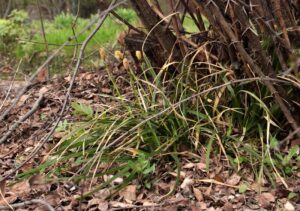 Carex brevicollis