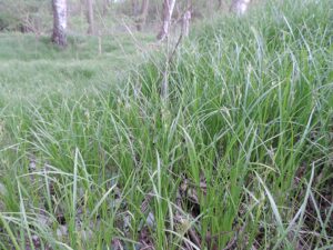 Carex brizoides