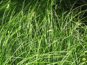 Carex enervis