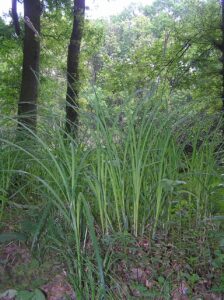 Carex buekii