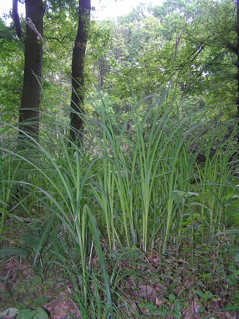 Carex buekii