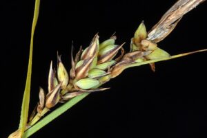 Carex buxbaumii