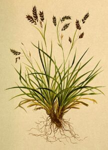 Carex capillaris