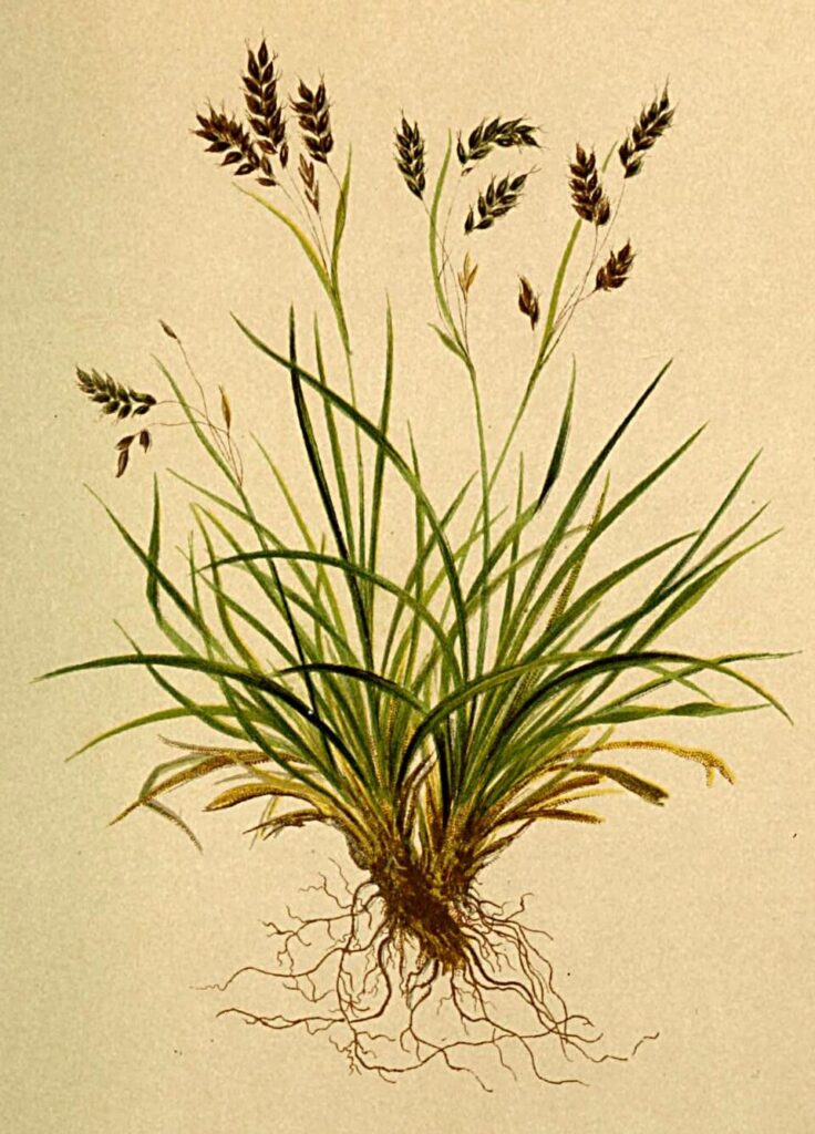 Carex capillaris