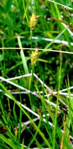 Carex capitata
