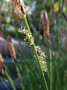 Carex cespitosa