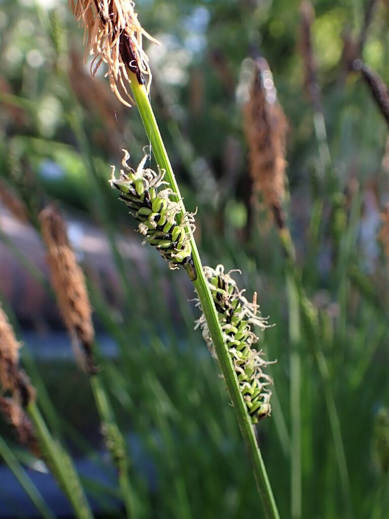 Carex cespitosa