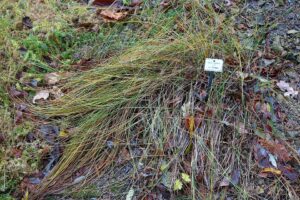 Carex colchica
