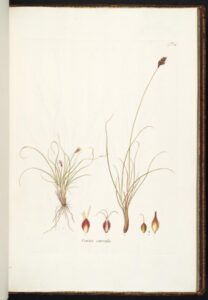 Carex curvula