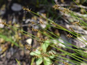 Carex dioica