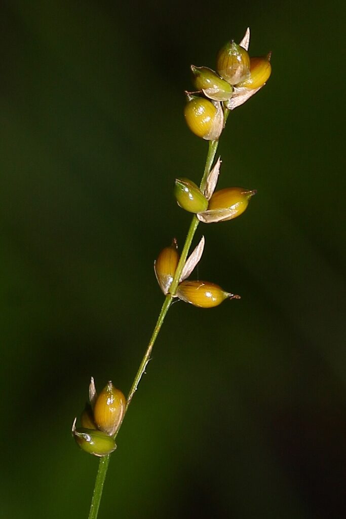 Carex disperma