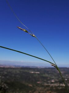 Carex distachya