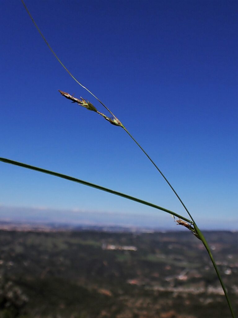 Carex distachya