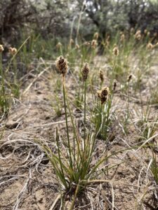 Carex duriuscula subsp. duriuscula