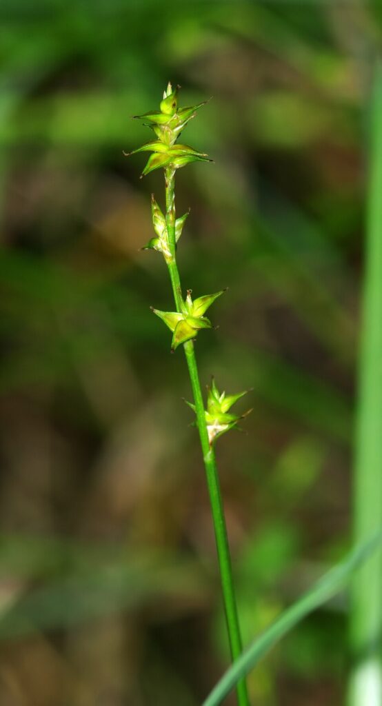 Carex echinata