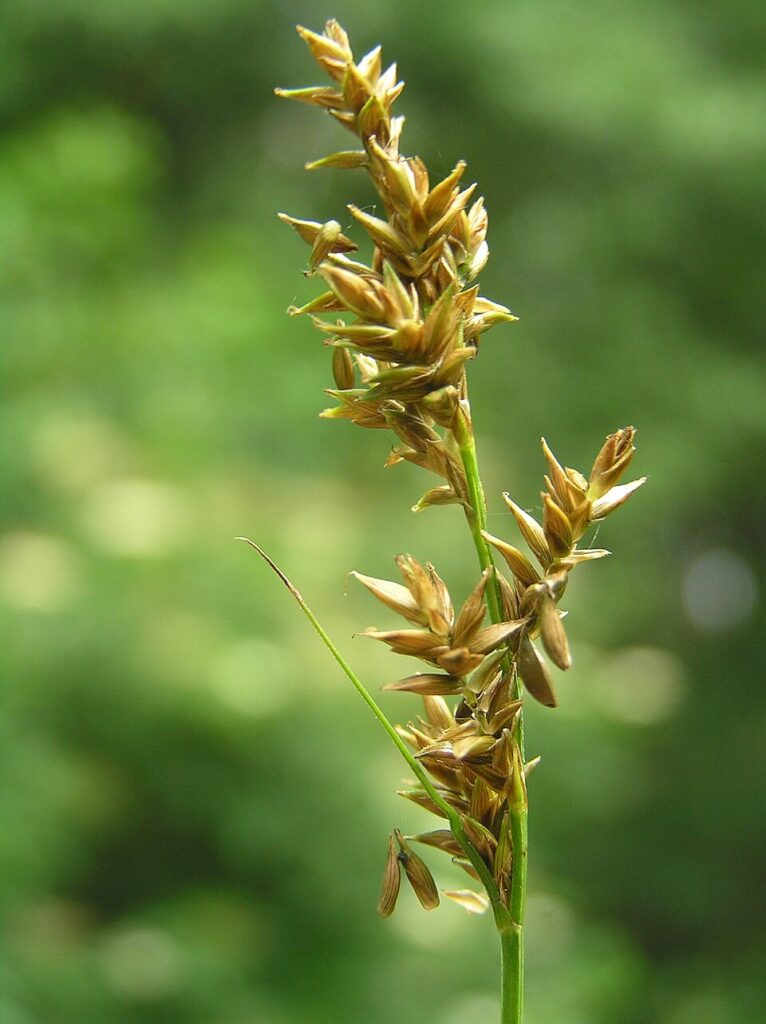 Carex elongata