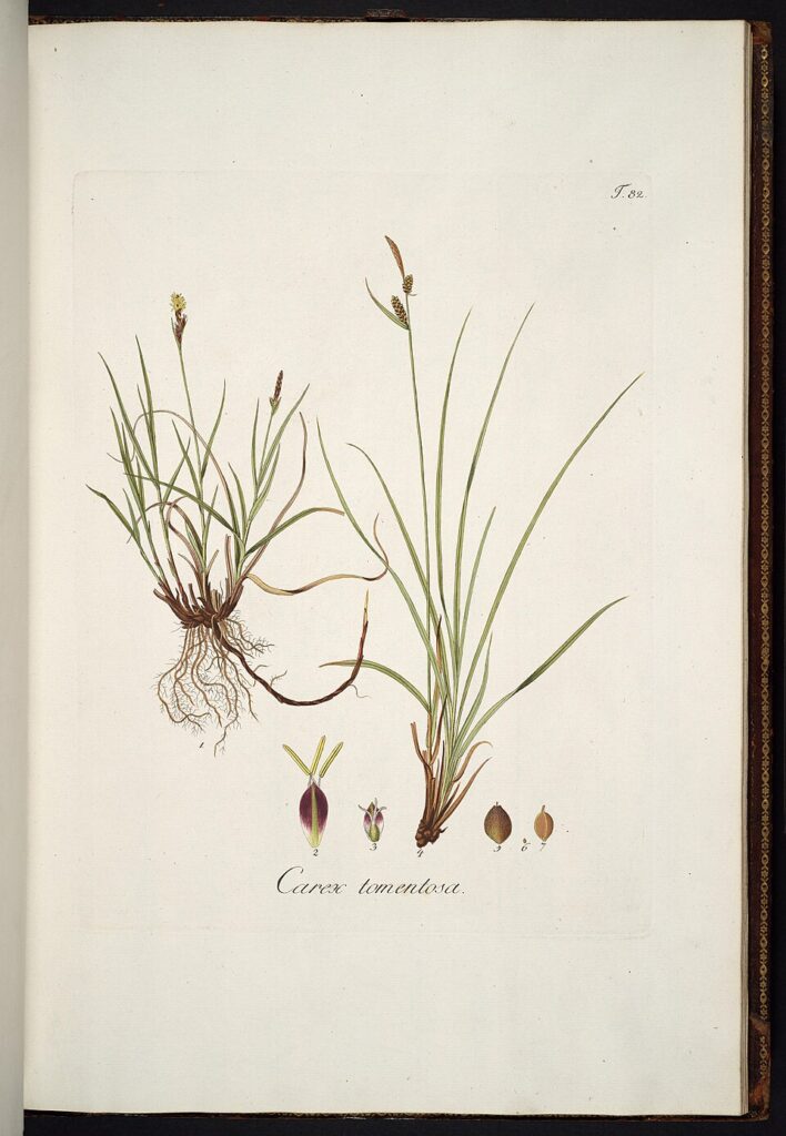Carex filiformis