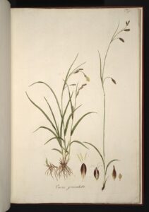 Carex frigida