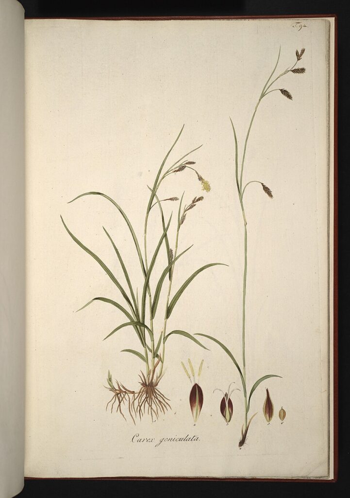 Carex frigida
