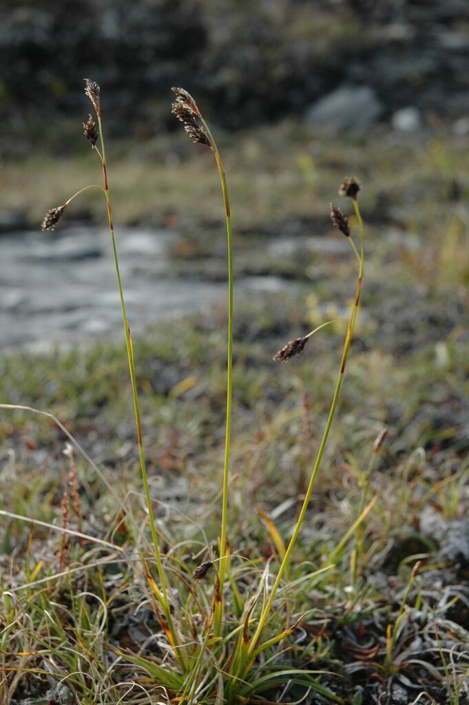 Carex fuliginosa