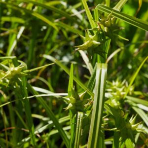 Carex grayi
