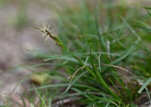 Carex oedipostyla