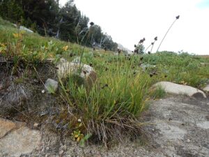 Carex lachenalii