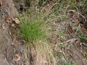 Carex lanceolata var. lanceolata