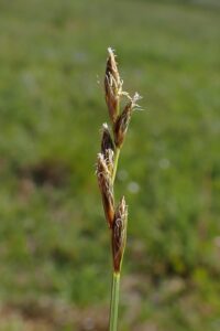 Carex leporina