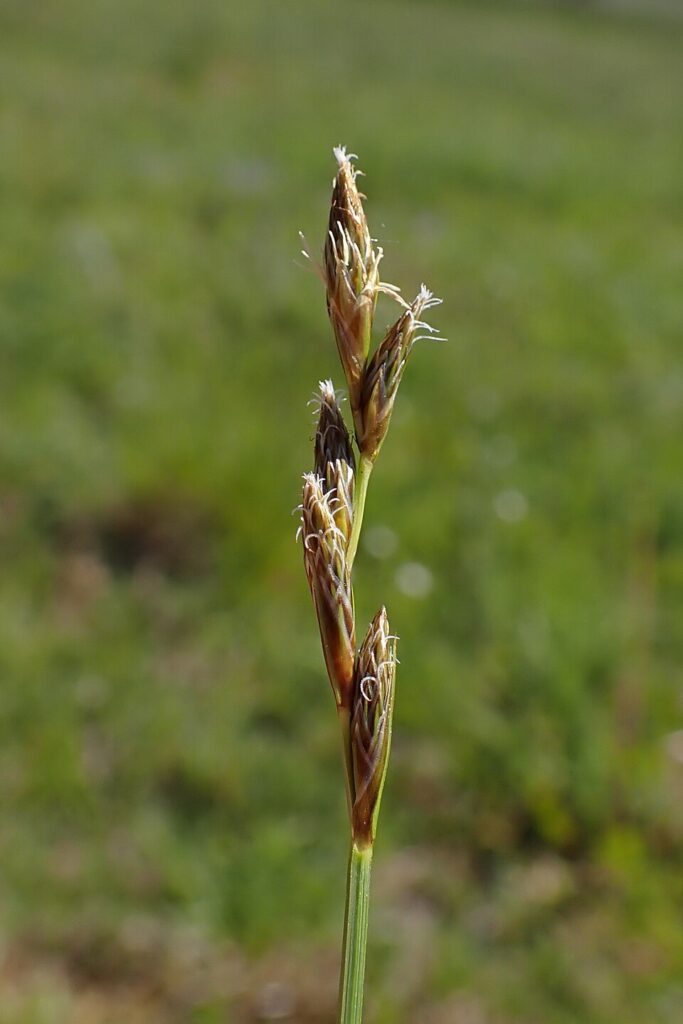 Carex leporina