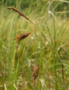Carex limosa