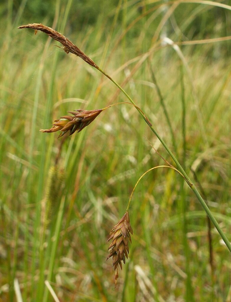 Carex limosa