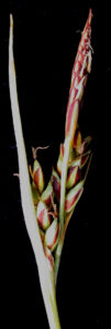 Carex livida