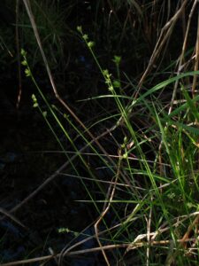 Carex loliacea