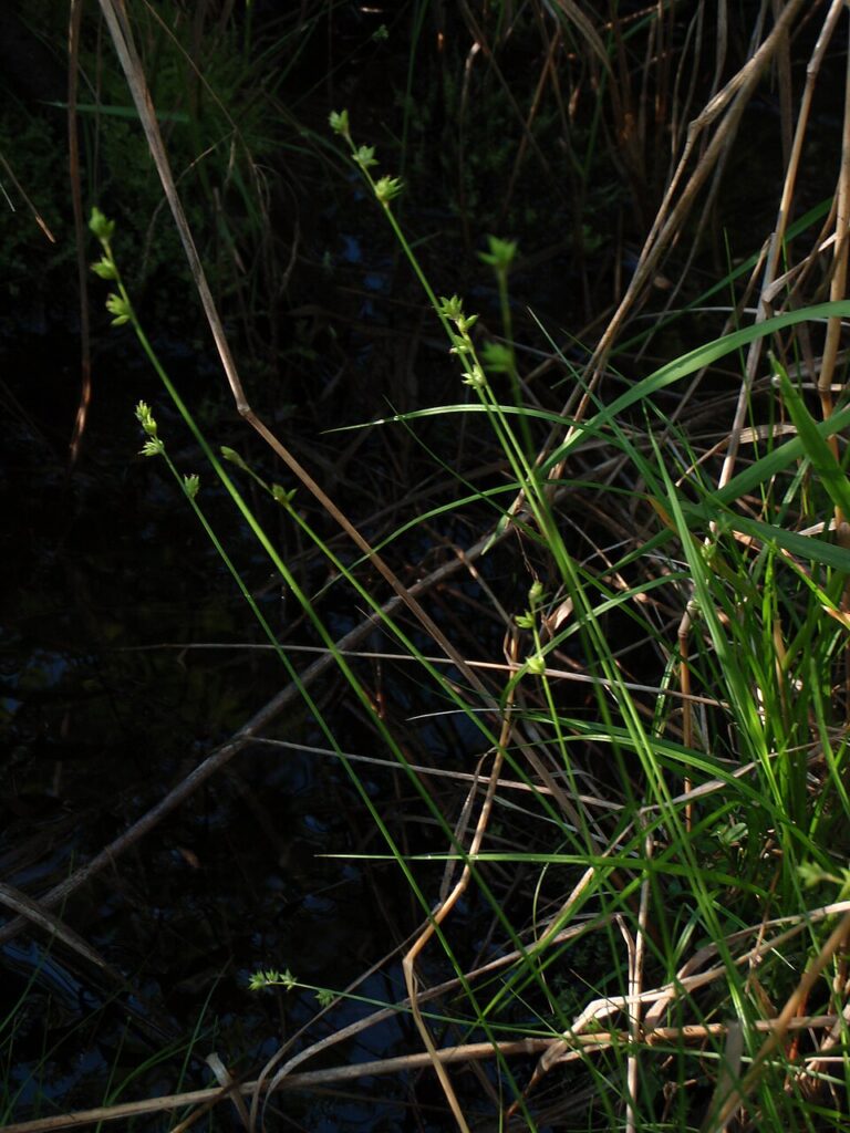 Carex loliacea
