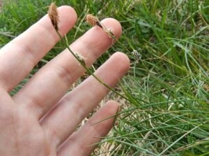 Carex macrolepis