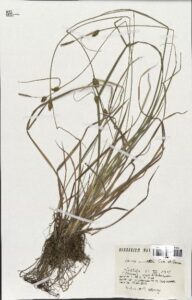 Carex mairei